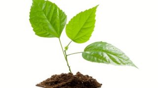 Transplant of a tree